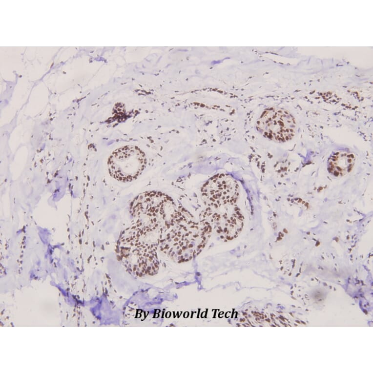Anti-MEK1 (phospho-T292) Antibody from Bioworld Technology (BS4709) - Antibodies.com