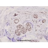 Anti-MEK1 (phospho-T292) Antibody from Bioworld Technology (BS4709) - Antibodies.com