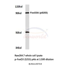 Anti-FoxO3A (phospho-S253) Antibody from Bioworld Technology (BS4713) - Antibodies.com