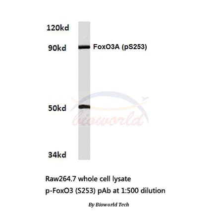 Anti-FoxO3A (phospho-S253) Antibody from Bioworld Technology (BS4713) - Antibodies.com