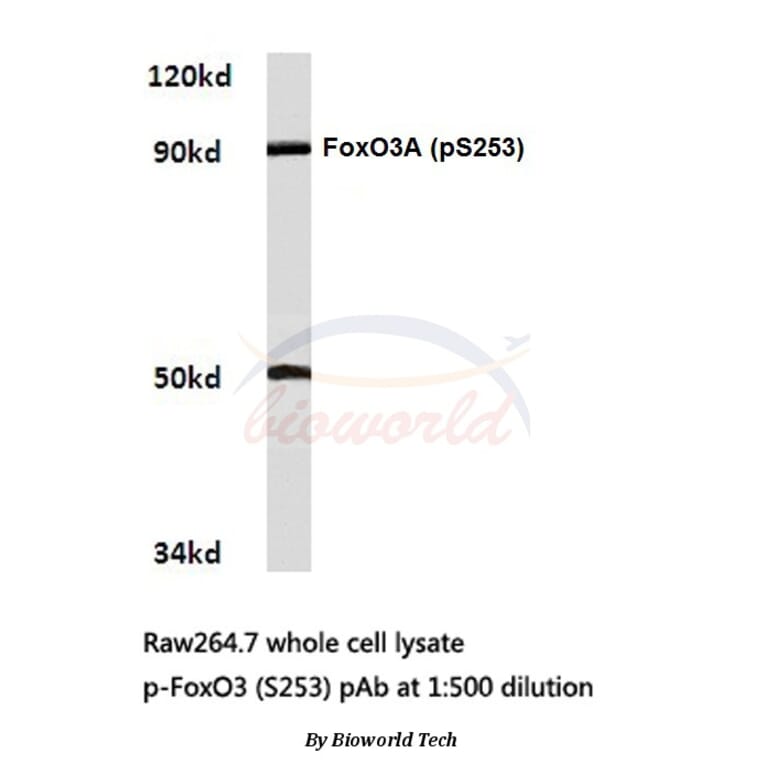 Anti-FoxO3A (phospho-S253) Antibody from Bioworld Technology (BS4713) - Antibodies.com