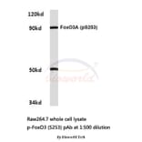Anti-FoxO3A (phospho-S253) Antibody from Bioworld Technology (BS4713) - Antibodies.com