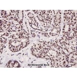 Anti-FoxO3A (phospho-S253) Antibody from Bioworld Technology (BS4713) - Antibodies.com
