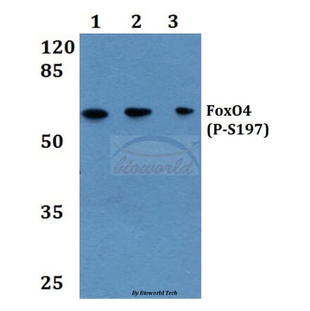 Anti-FoxO4 (phospho-S197) Antibody from Bioworld Technology (BS4714) - Antibodies.com