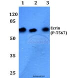 Anti-Ezrin/Radixin/Moesin Antibody from Bioworld Technology (BS4717) - Antibodies.com