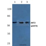 Anti-AKT2 (phospho-S474) Antibody from Bioworld Technology (BS4720) - Antibodies.com