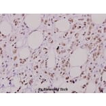 Anti-AKT2 (phospho-S474) Antibody from Bioworld Technology (BS4720) - Antibodies.com