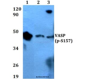 Anti-VASP (phospho-S157) Antibody from Bioworld Technology (BS4722) - Antibodies.com