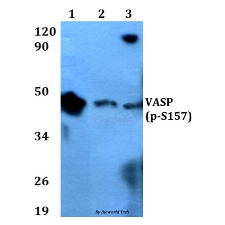 Anti-VASP (phospho-S157) Antibody from Bioworld Technology (BS4722) - Antibodies.com