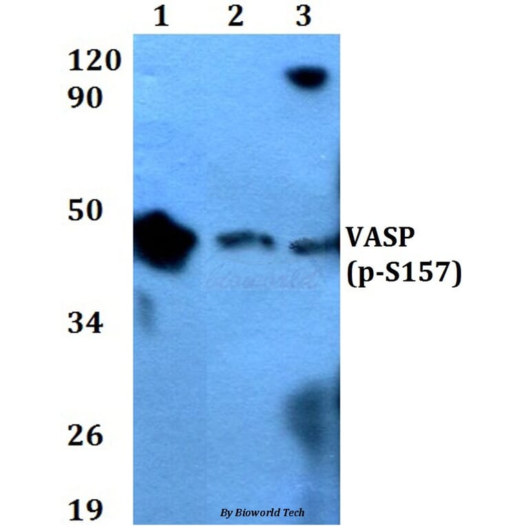 Anti-VASP (phospho-S157) Antibody from Bioworld Technology (BS4722) - Antibodies.com