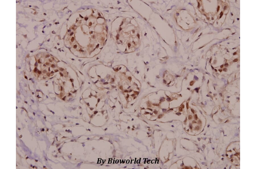 Anti-VASP (phospho-S157) Antibody from Bioworld Technology (BS4722) - Antibodies.com