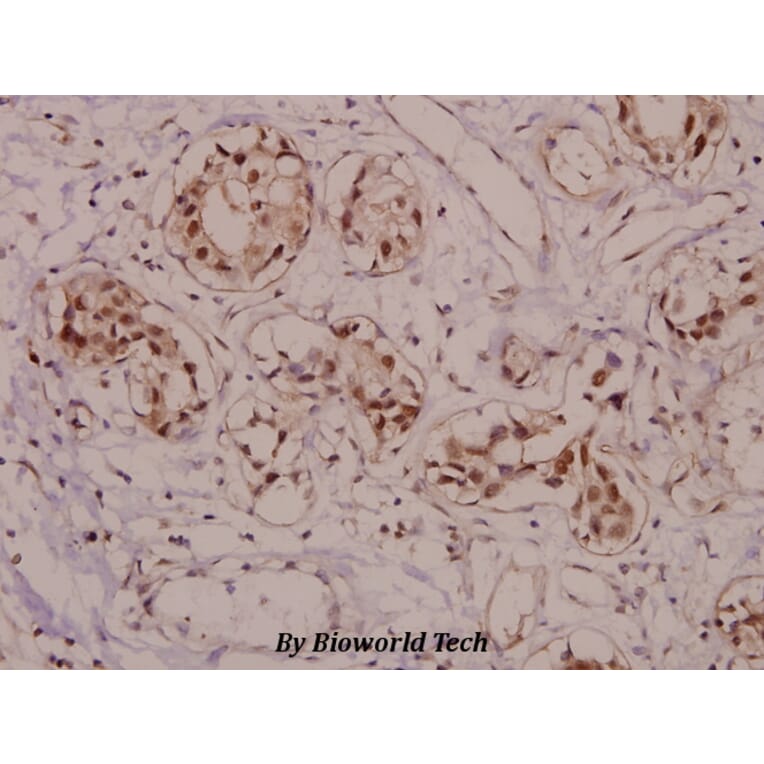 Anti-VASP (phospho-S157) Antibody from Bioworld Technology (BS4722) - Antibodies.com