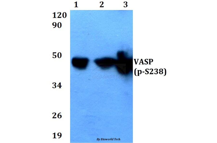 Anti-VASP (phospho-S238) Antibody from Bioworld Technology (BS4723) - Antibodies.com