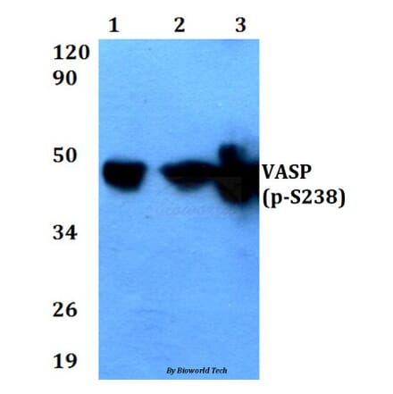 Anti-VASP (phospho-S238) Antibody from Bioworld Technology (BS4723) - Antibodies.com