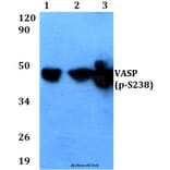 Anti-VASP (phospho-S238) Antibody from Bioworld Technology (BS4723) - Antibodies.com