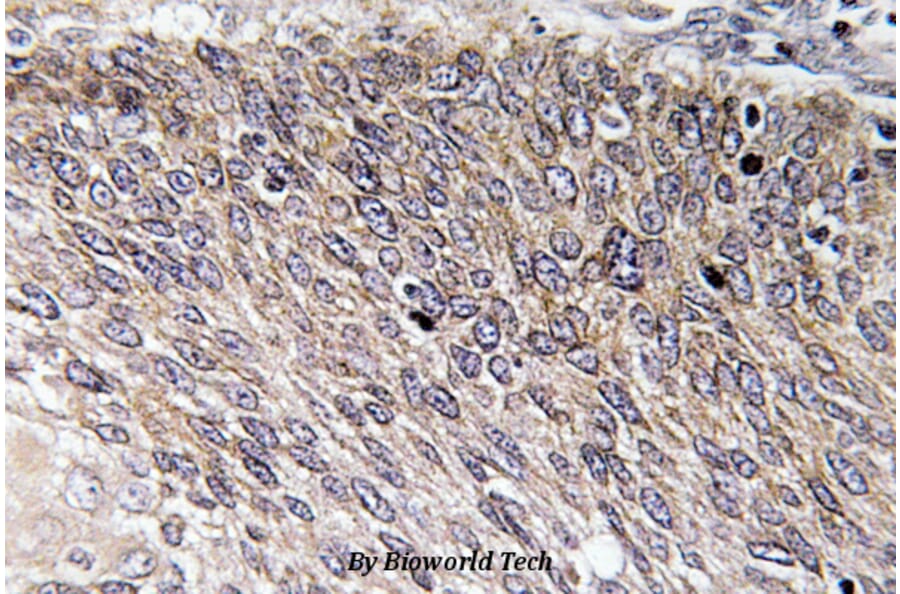 Anti-VASP (phospho-S238) Antibody from Bioworld Technology (BS4723) - Antibodies.com