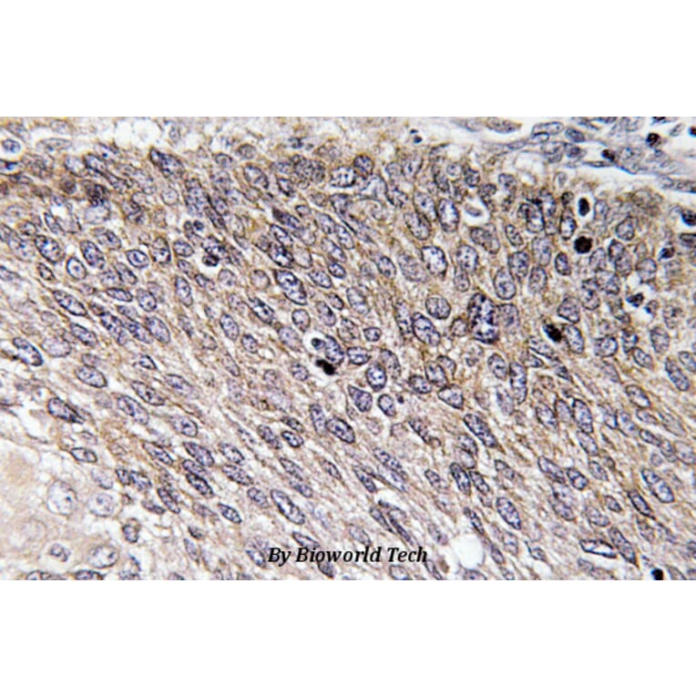 Anti-VASP (phospho-S238) Antibody from Bioworld Technology (BS4723) - Antibodies.com