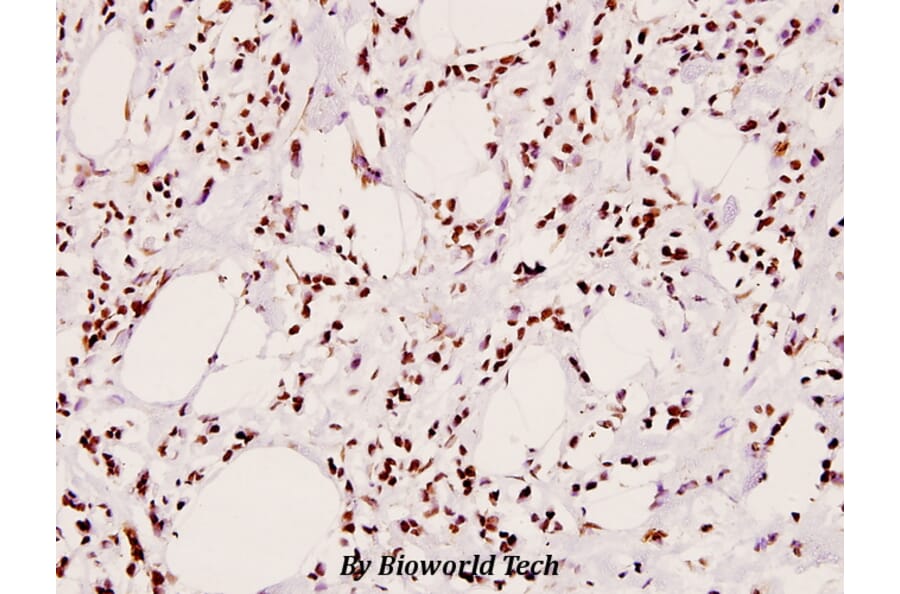 Anti-IRS-1 (phospho-S307) Antibody from Bioworld Technology (BS4725) - Antibodies.com