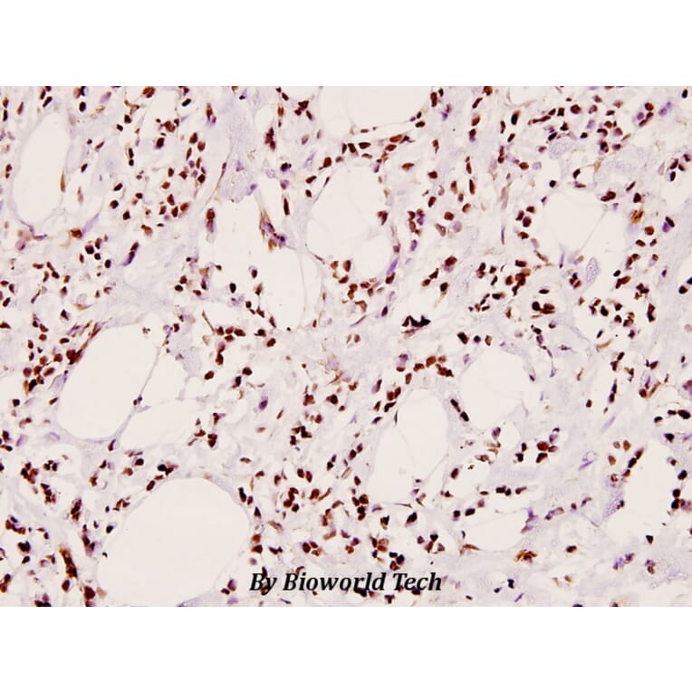 Anti-IRS-1 (phospho-S307) Antibody from Bioworld Technology (BS4725) - Antibodies.com
