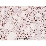 Anti-IRS-1 (phospho-S307) Antibody from Bioworld Technology (BS4725) - Antibodies.com