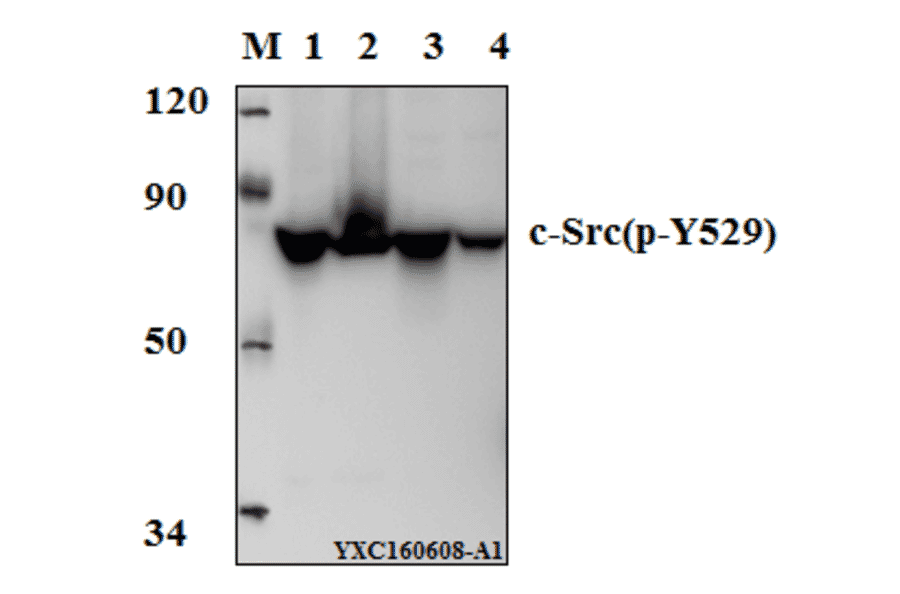 Anti-c-Src (phospho-Y529) Antibody from Bioworld Technology (BS4729) - Antibodies.com