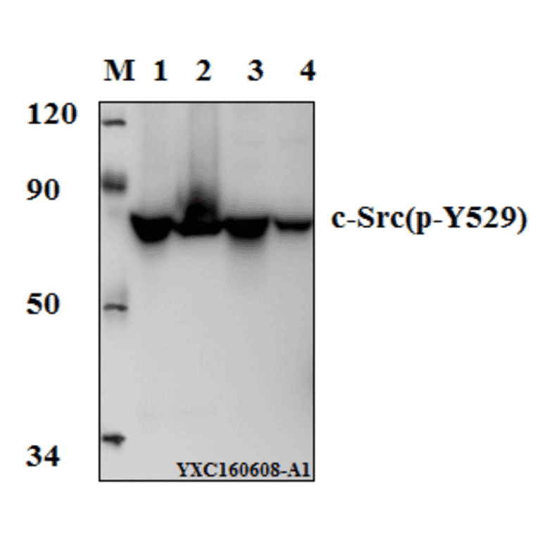 Anti-c-Src (phospho-Y529) Antibody from Bioworld Technology (BS4729) - Antibodies.com