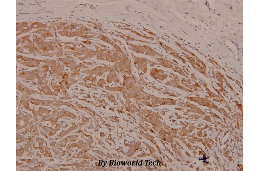 Anti-c-Src (phospho-Y529) Antibody from Bioworld Technology (BS4729) - Antibodies.com
