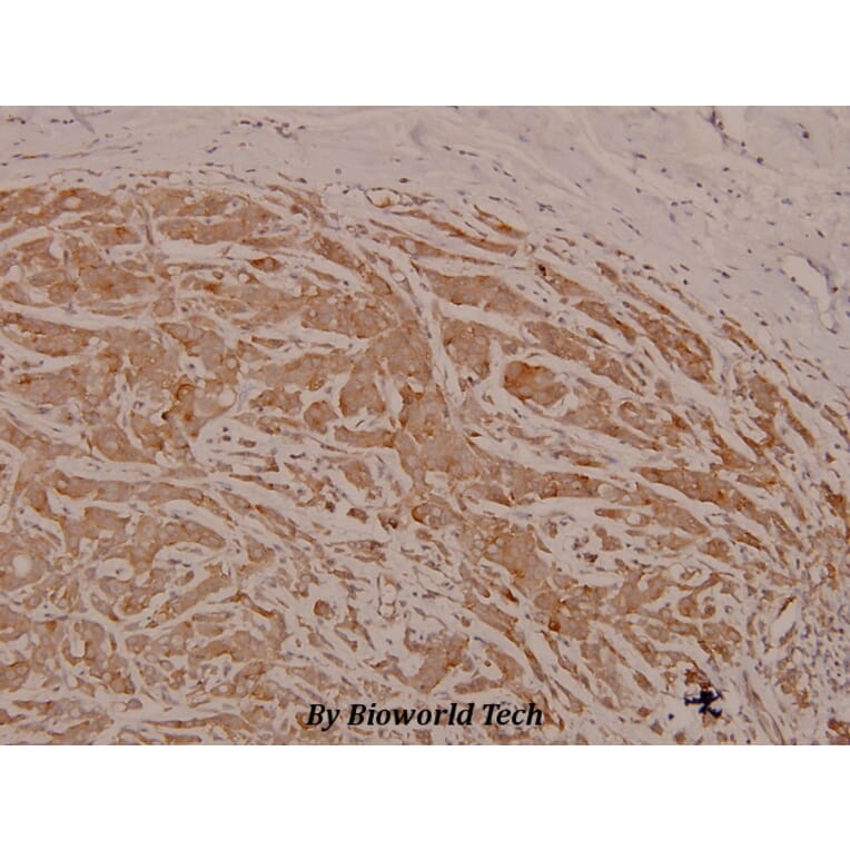 Anti-c-Src (phospho-Y529) Antibody from Bioworld Technology (BS4729) - Antibodies.com