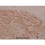 Anti-c-Src (phospho-Y529) Antibody from Bioworld Technology (BS4729) - Antibodies.com