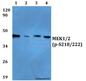 Anti-MEK1/2 (phospho-S218/222) Antibody from Bioworld Technology (BS4733) - Antibodies.com