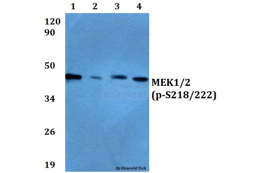 Anti-MEK1/2 (phospho-S218/222) Antibody from Bioworld Technology (BS4733) - Antibodies.com
