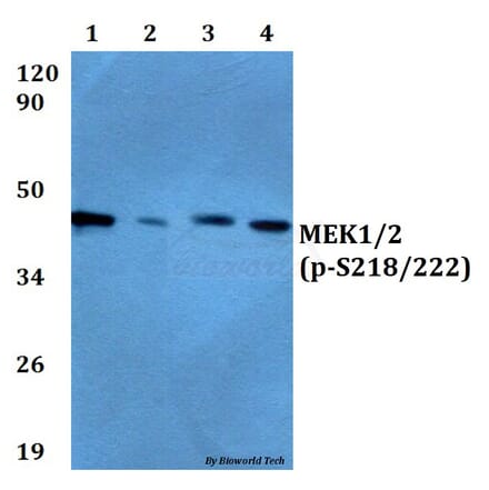 Anti-MEK1/2 (phospho-S218/222) Antibody from Bioworld Technology (BS4733) - Antibodies.com