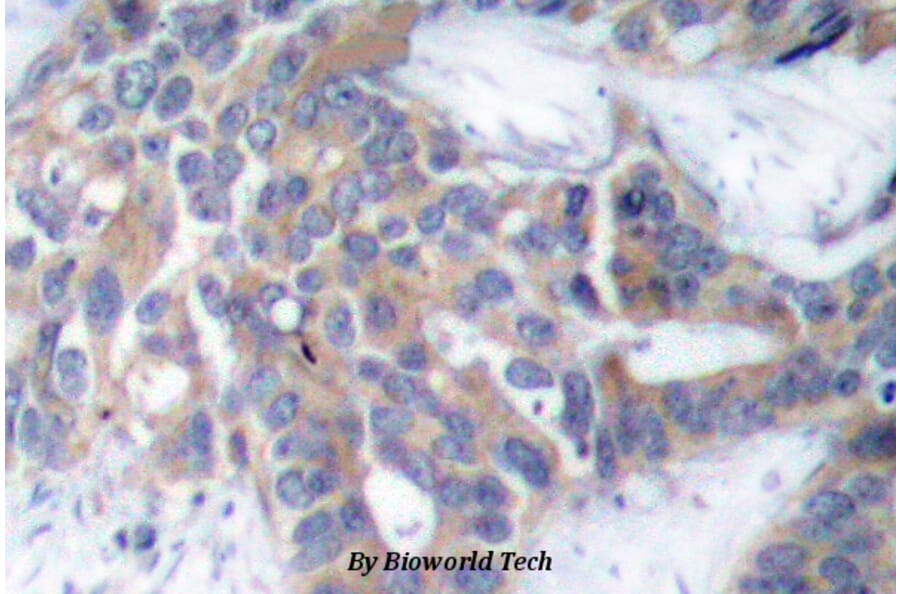 Anti-MEK1/2 (phospho-S218/222) Antibody from Bioworld Technology (BS4733) - Antibodies.com