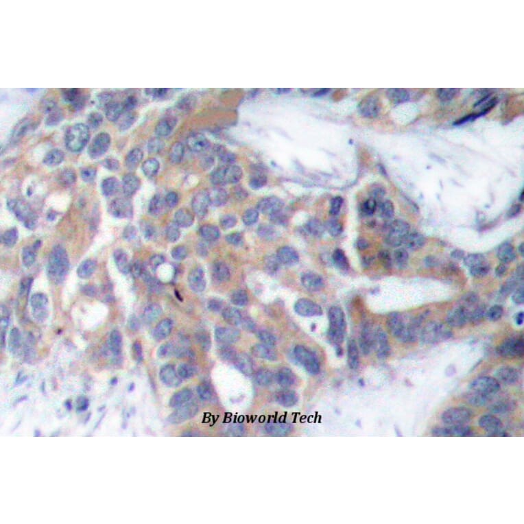 Anti-MEK1/2 (phospho-S218/222) Antibody from Bioworld Technology (BS4733) - Antibodies.com
