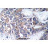 Anti-MEK1/2 (phospho-S218/222) Antibody from Bioworld Technology (BS4733) - Antibodies.com