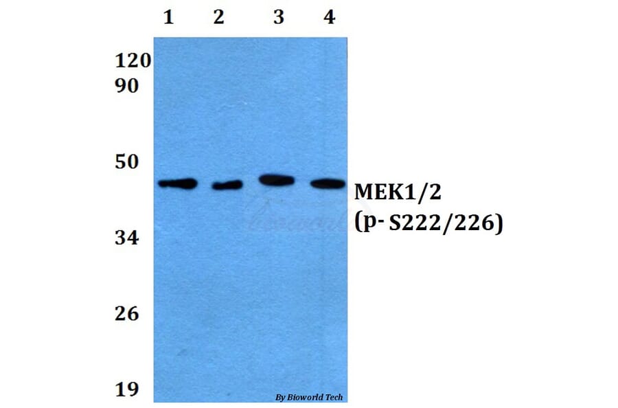 Anti-MEK1/2 (phospho-S222/226) Antibody from Bioworld Technology (BS4734) - Antibodies.com