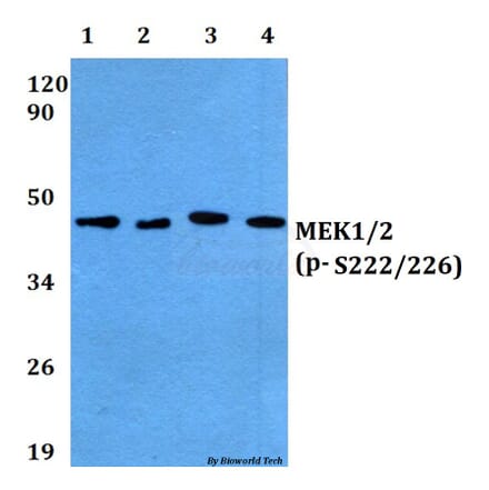 Anti-MEK1/2 (phospho-S222/226) Antibody from Bioworld Technology (BS4734) - Antibodies.com