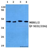 Anti-MEK1/2 (phospho-S222/226) Antibody from Bioworld Technology (BS4734) - Antibodies.com