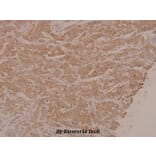 Anti-MEK1/2 (phospho-S222/226) Antibody from Bioworld Technology (BS4734) - Antibodies.com
