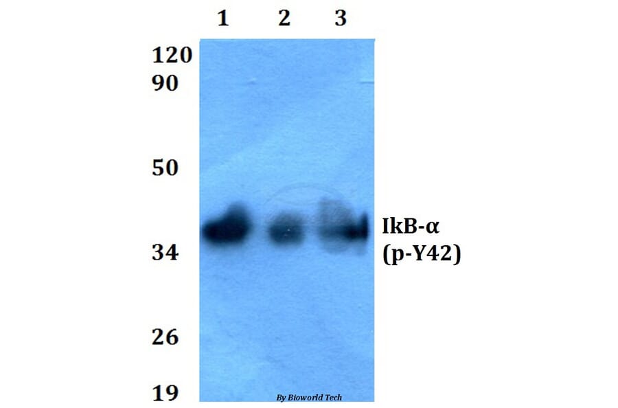Anti-IkB-α (phospho-Y42) Antibody from Bioworld Technology (BS4736) - Antibodies.com