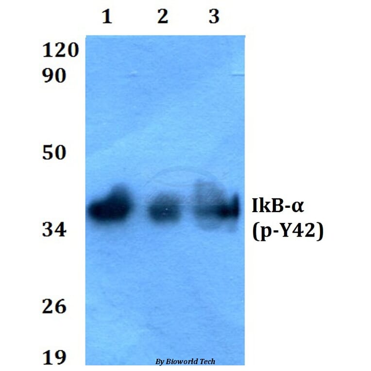 Anti-IkB-α (phospho-Y42) Antibody from Bioworld Technology (BS4736) - Antibodies.com