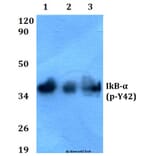 Anti-IkB-α (phospho-Y42) Antibody from Bioworld Technology (BS4736) - Antibodies.com