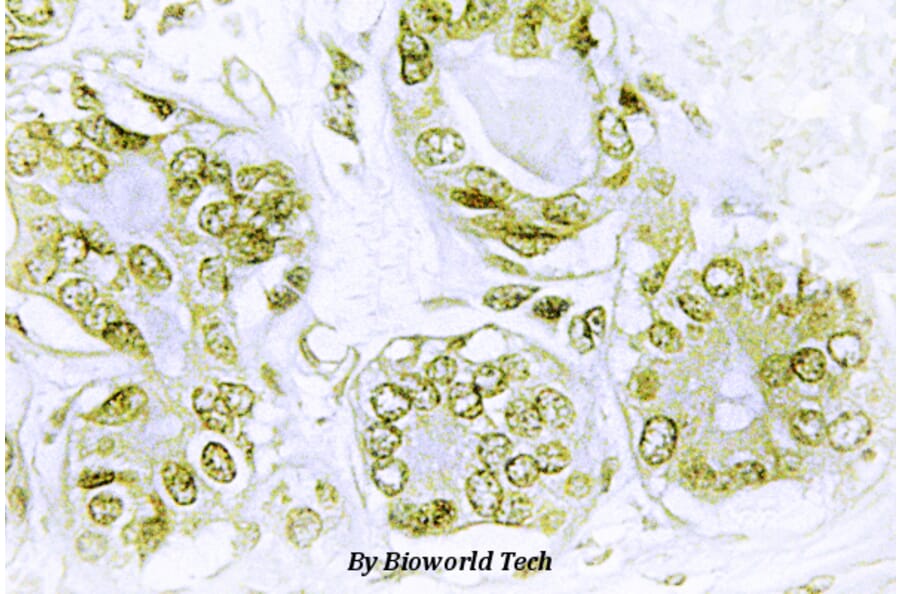 Anti-IkB-α (phospho-Y42) Antibody from Bioworld Technology (BS4736) - Antibodies.com