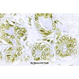 Anti-IkB-α (phospho-Y42) Antibody from Bioworld Technology (BS4736) - Antibodies.com