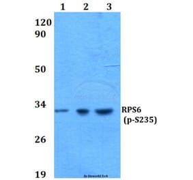 Anti-RPS6 (phospho-S235) Antibody from Bioworld Technology (BS4745) - Antibodies.com