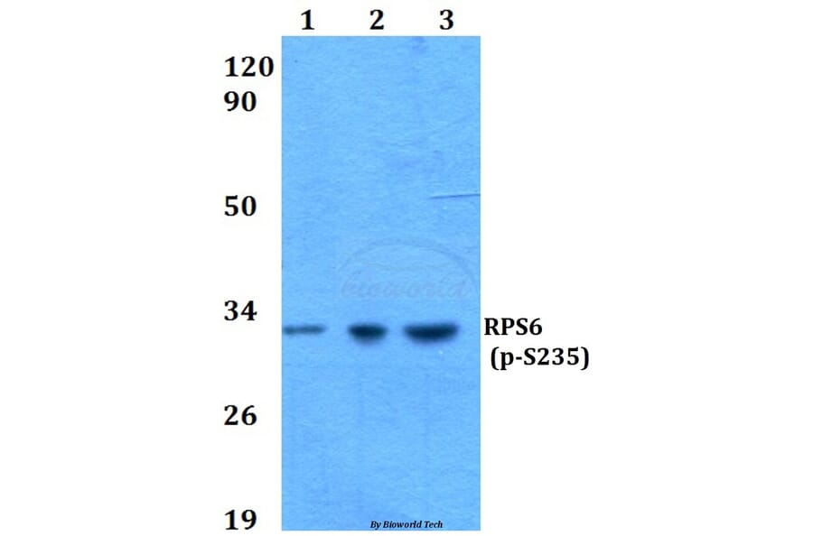Anti-RPS6 (phospho-S235) Antibody from Bioworld Technology (BS4745) - Antibodies.com