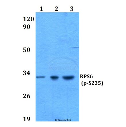 Anti-RPS6 (phospho-S235) Antibody from Bioworld Technology (BS4745) - Antibodies.com