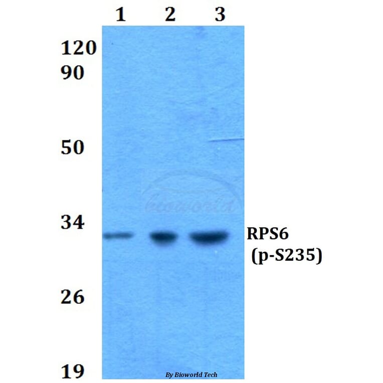 Anti-RPS6 (phospho-S235) Antibody from Bioworld Technology (BS4745) - Antibodies.com