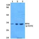 Anti-RPS6 (phospho-S235) Antibody from Bioworld Technology (BS4745) - Antibodies.com