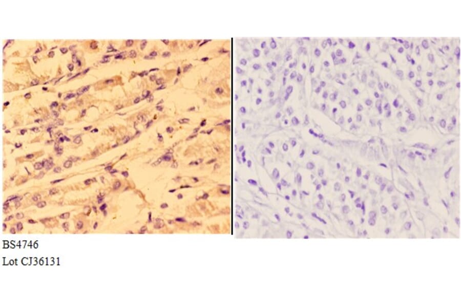 Anti-4E-BP1 (phospho-T37) Antibody from Bioworld Technology (BS4746) - Antibodies.com